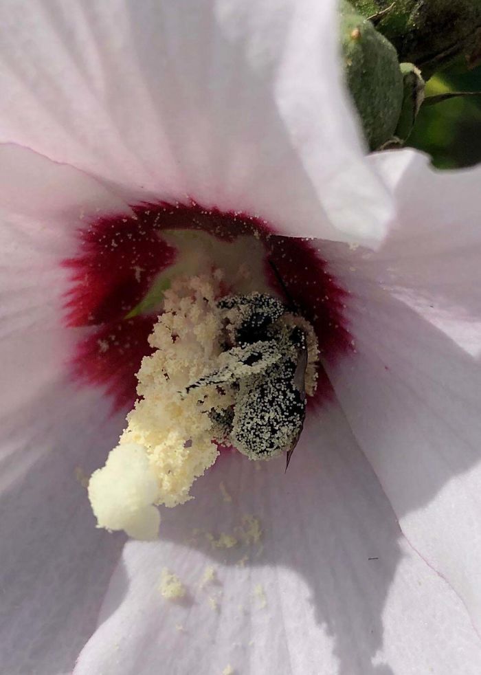 This Bee Covered In Pollen