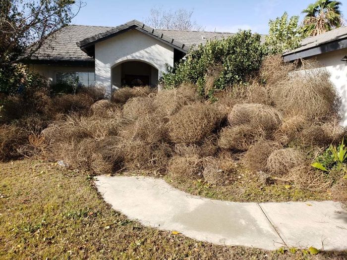 These Tumbleweeds That Piled Up In Front Of My Brother's House