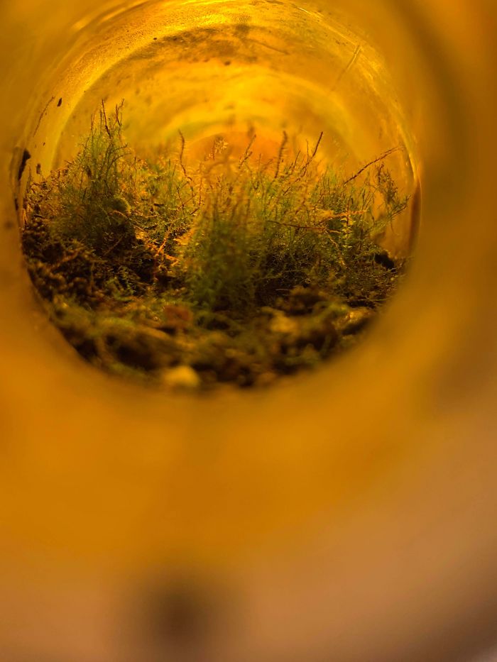 Mundo en miniatura dentro de una botella de cerveza tirada en el bosque