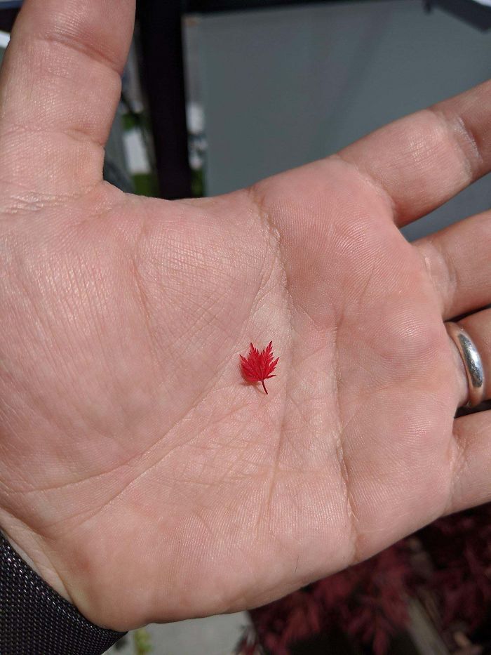 The Smallest Maple Tree Leaf I’ve Ever Seen