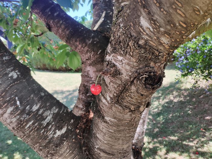 A Cherry Just Grew Alone In The Middle Of My Tree