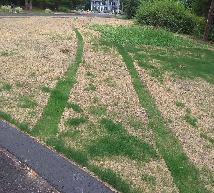 The Grass Someone Ran Over Is Growing Better Than The Grass That Wasnt