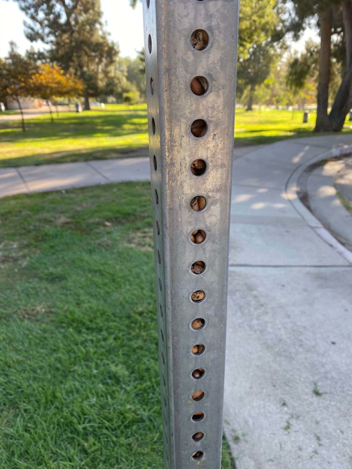 A Squirrel Has Been Stuffing This Sign Post Full Of Acorns For The Winter