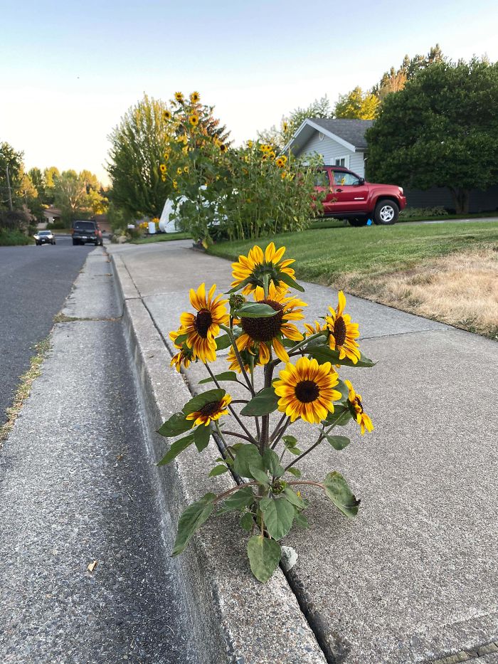 Sunflower Growing Out Of The Sidewalk - Parent Patch Visible In Background