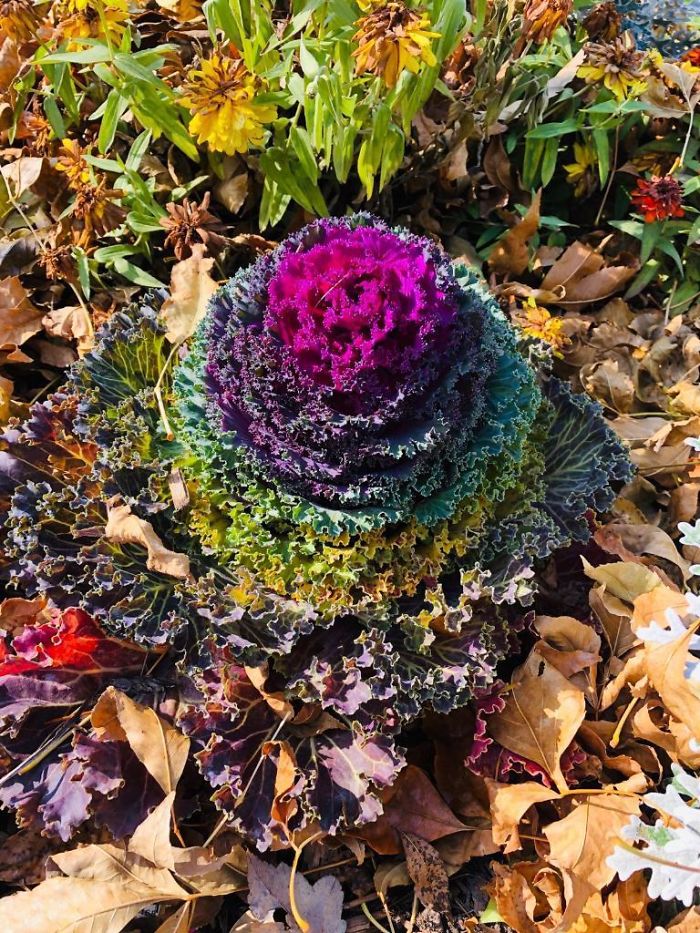 This Cabbage In My Yard Showing It’s Fall Colors