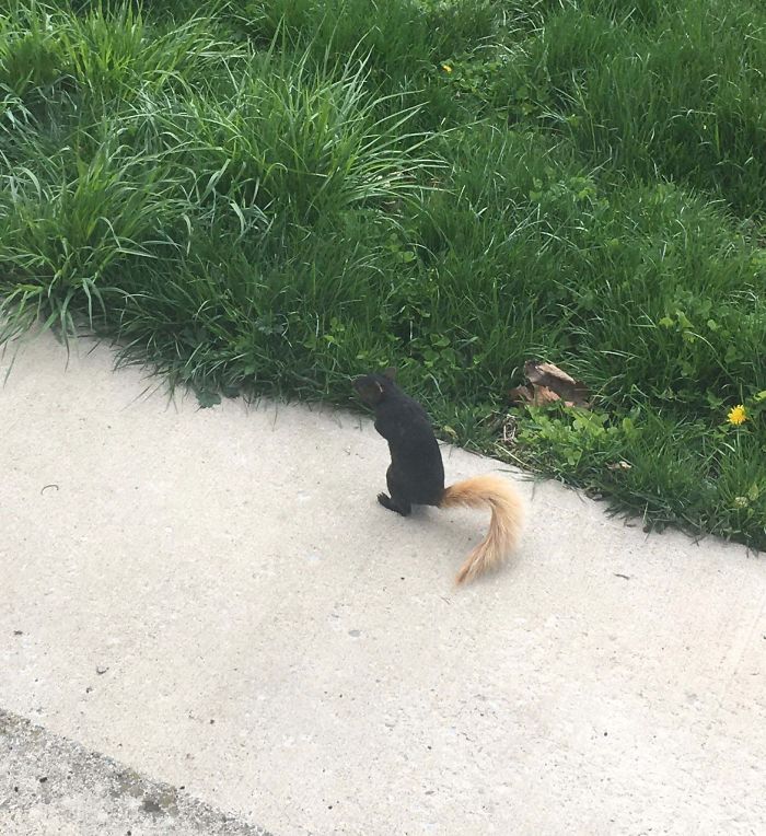 Squirrel With A Blonde Tail