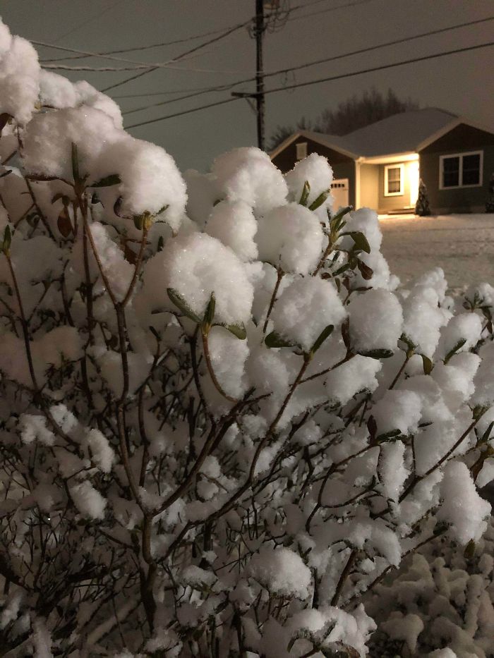 After A Little Snowfall, My Tree Looks Like A Cotton Plant