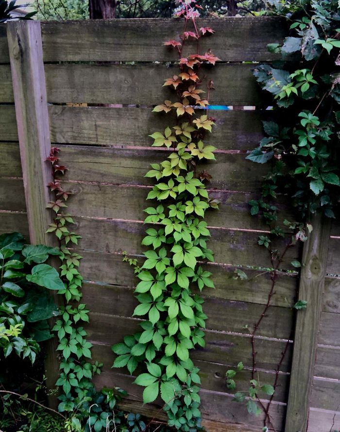 The Ombré Effect Of This Virginia Creeper