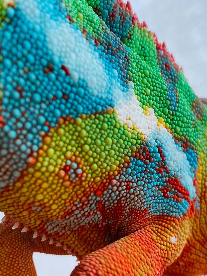 Close Up Of My Chameleon