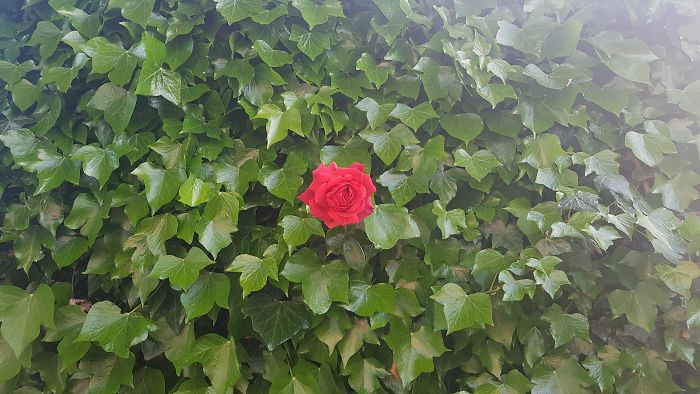 Cada año crece una sola rosa roja a través de la pared de hiedra del jardín