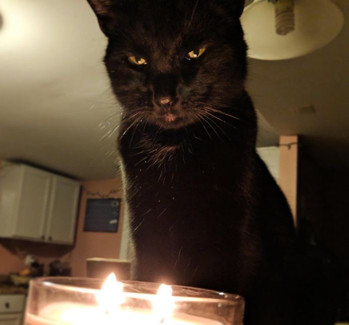 Aquí está mi gato, Calcifer. Intento decirle que no invoque a los demonios en la cocina, pero ya sabes cómo son los gatos