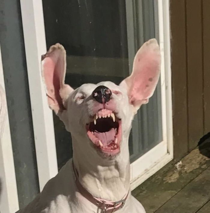 Demon Dog Or Mid Sneeze. She's A Big Ole Sweet Dane, Just Sneezing