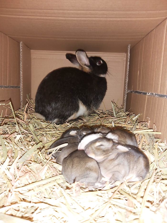 Rescued Bunny And Her 7 Babies Found Mid Winter After Some Sub-Human Dumped Them. Now Safe & Sound