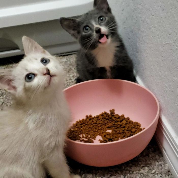 I Rescued Three Kittens From A Storm Drain Two Weeks Ago. Here's Two! Meet Todd, And Daisy!