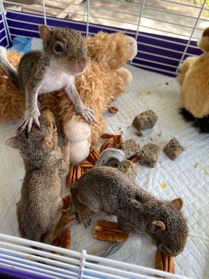 Hurricane Rescue Squirrels Are Getting Bigger And More Active.