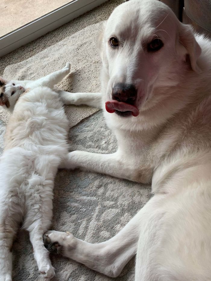 Our New Rescue Doggy And Her Kitty 💕