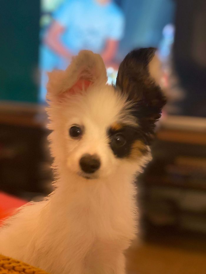 Got Married This Weekend And Couldn’t Go On A Honeymoon Due To The Pandemic. So My Wife And I Adopted A New Puppy Instead. This Is Oreo, He’s A Papillon. His Ears Should Be Symmetrical But He Doesn’t Care.