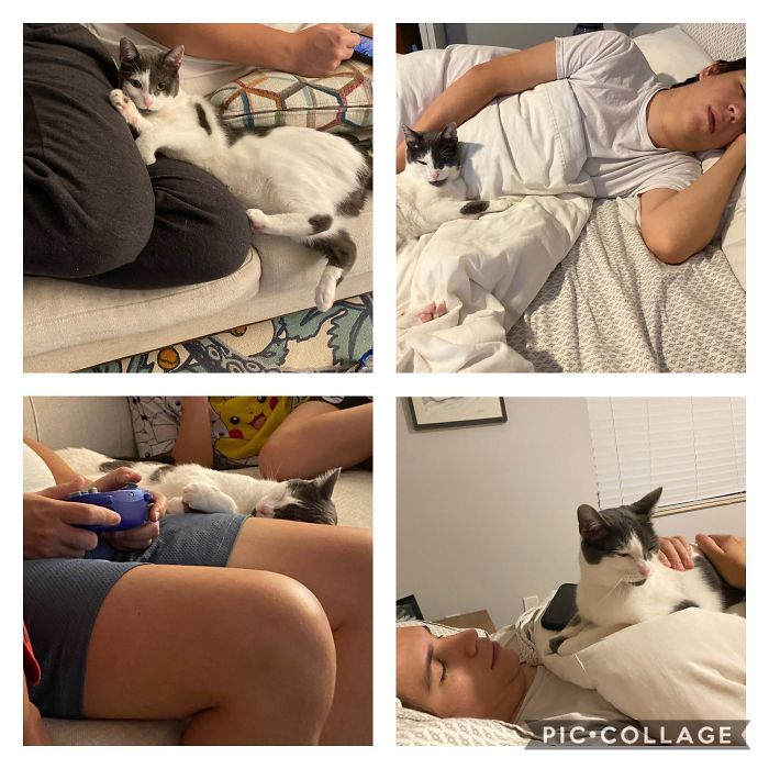 I Adopted A Cat, And She Won’t Leave My Husbands Side.