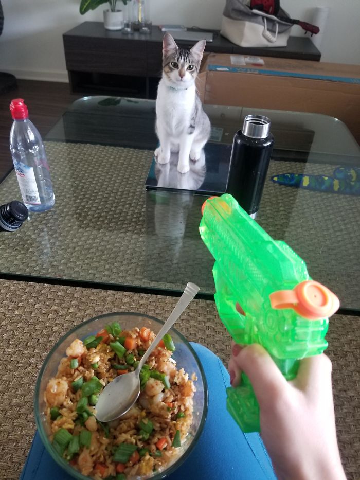 Got A New Kitten Who Has No Fear, This Is How I Have To Eat Every Meal Now