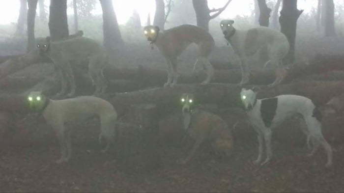 Cursed Forest