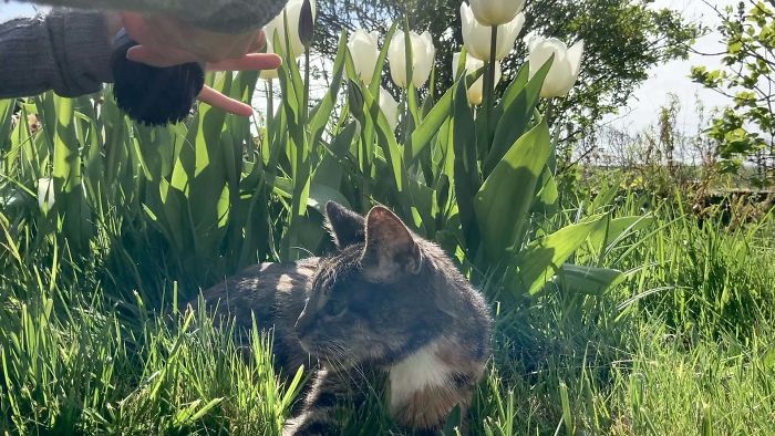 23 Years Ago, This Lady Arrived In Our Garden. Vet Said She Wasn’t In Her Early Years Anymore. Today, Despite Being Almost Deaf And Half-Blind, She Still Enjoys Some Sun And Being Pampered. Her Name Is Cléo