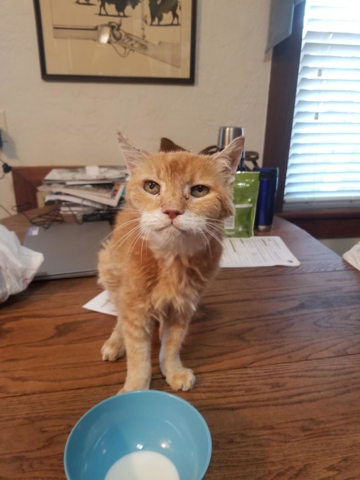 I Brought Home A Stray Cat When I Was 17 Years Old. I'm 36 Now. Every Time I Go To My Parents House, I Check To Make Sure He Is Still There And Give Him Some Extra Love Before I Leave. Meet Scooter