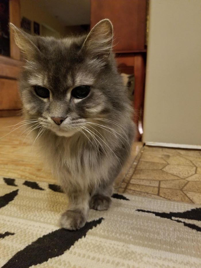 Keeps Seeing Old Cats So Here's My 19 Year Old Friend