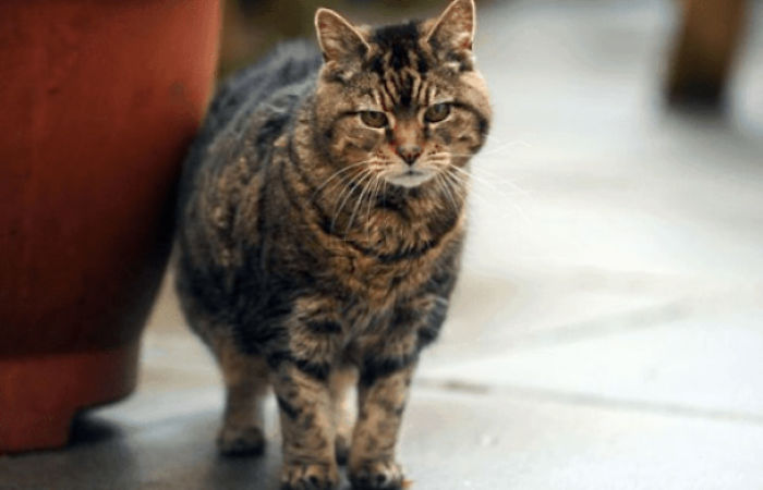 Lucy, The Oldest Cat Ever. Lived To Be 39 Years Old Which Is Estimated To Be Around 172 Years In Human Age