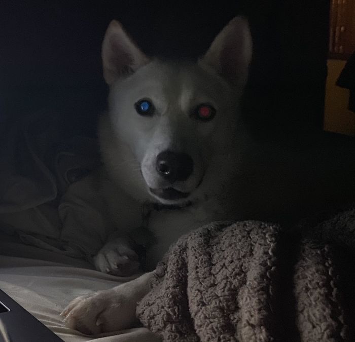 Mi perro tiene heterocromía - Su ojo azul refleja el rojo y su ojo marrón refleja el azul