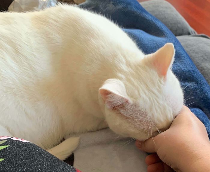 He adoptado una gata de 12 años, y mete la cara en mi mano cuando quiere mimos