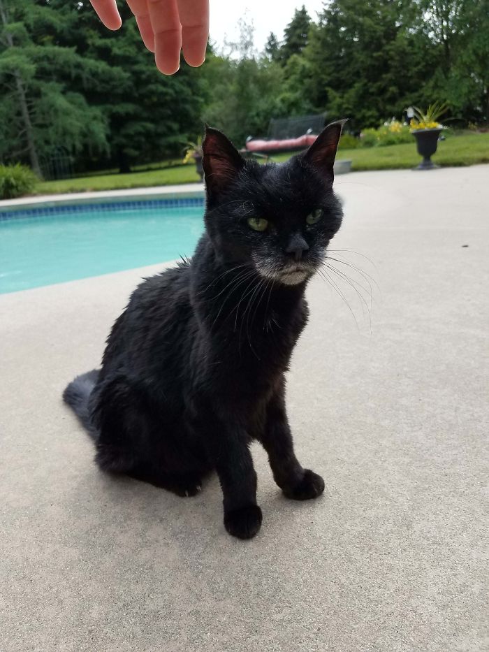 This Cat Is 26 Year Old. Her Name Is Lexi