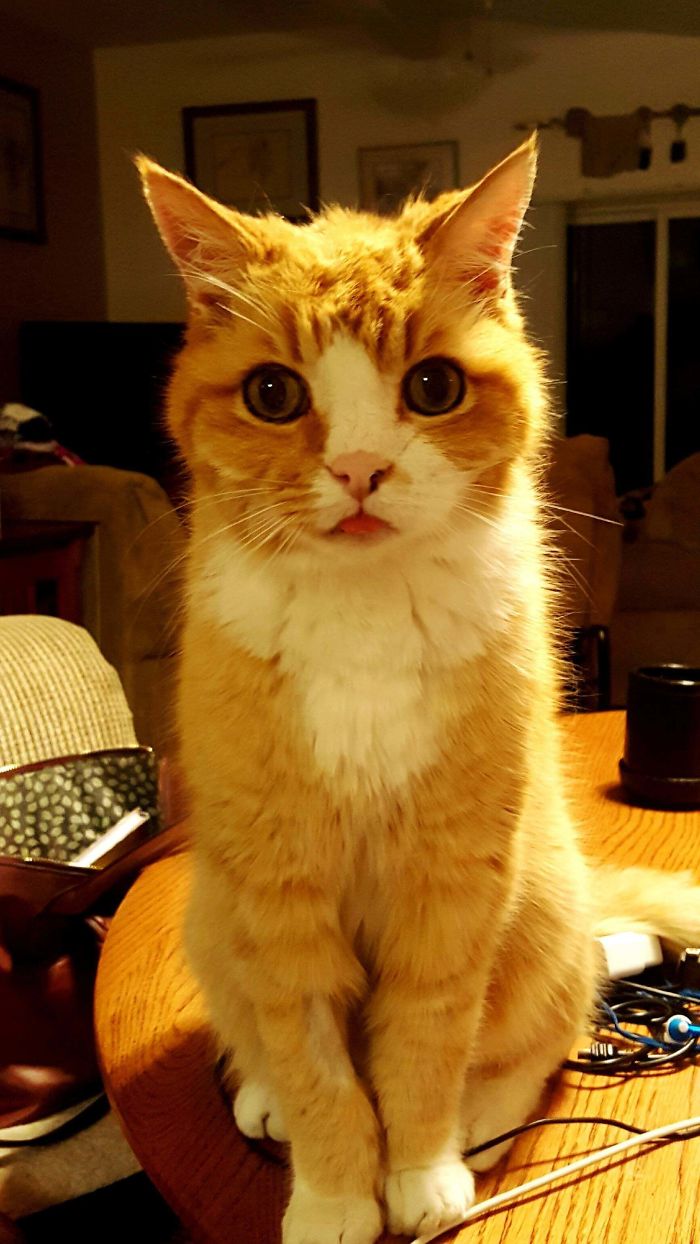 Mi gato de 17 años, Geo. Me sigue pareciendo un gatito