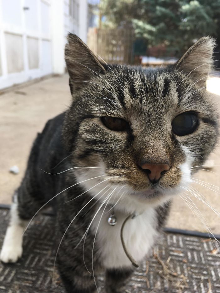 Our Neighborhood Cat, George. He’s Blind In One Eye, 16 Years Old. Our Next Door Neighbor Bought Him A Collar, Neighbor Across The Street Feeds Him, We’re His Treat House. Recently He Chased Off A Loose Dog Because It Was Getting Too Close To My Daughters. He’s A Good, Good Cat