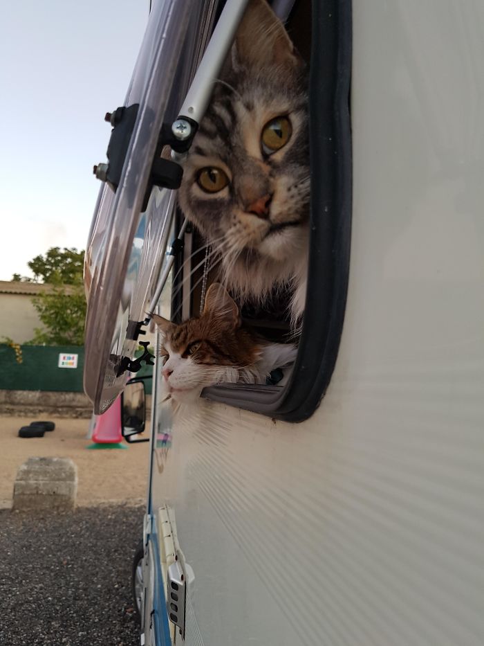 Our 11 And 10 Year Old Cats In The Camper Van Traveling Form The UK To Portugal To Start Our New Lives On A Farm