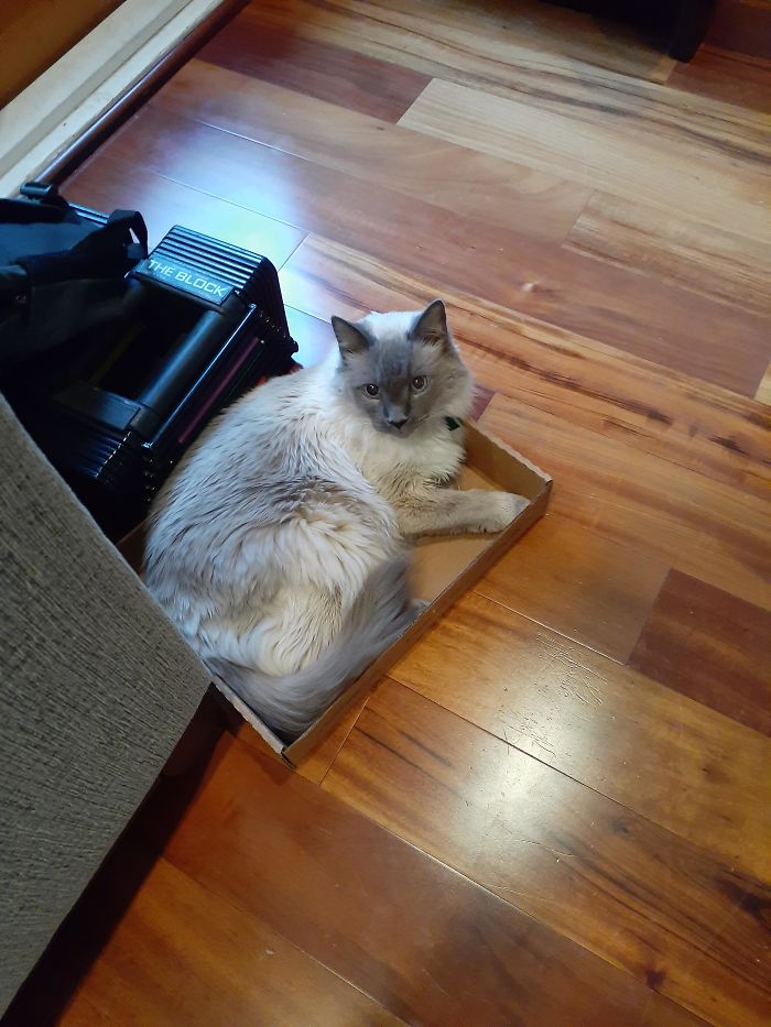 My 17-Year Old Cat Olimar Moves Slower And Sleeps More, But He Still Makes Plenty Of Time For His Precious Boxes
