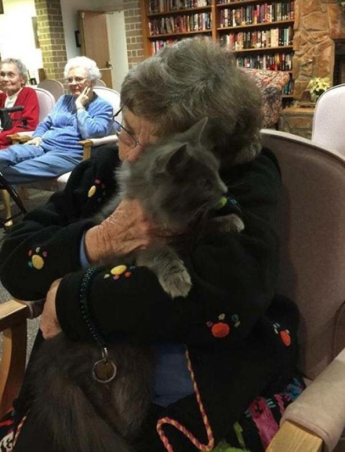 Soy voluntario en un refugio con un programa en el que se lleva a gatos ancianos a visitar ancianos en asilos. Esta foto lo dice todo