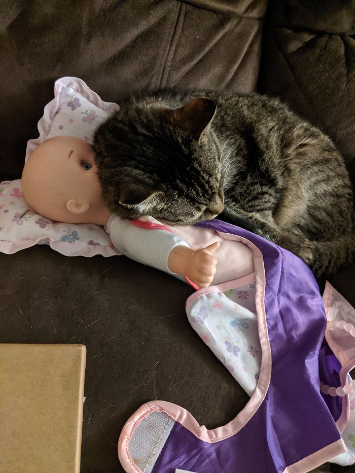 15-Year-Old Blind Cat Snuggling Daughter's Toy Because It Smells Like Her