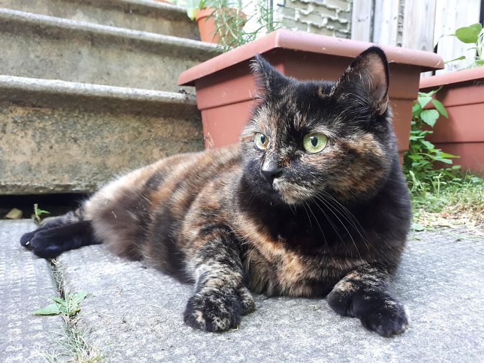 Our Sweet Old Lady Knuckles Just Turned 17 -She's An Indoor Cat, But She Loves Sitting In The Garden With Us While We Grill