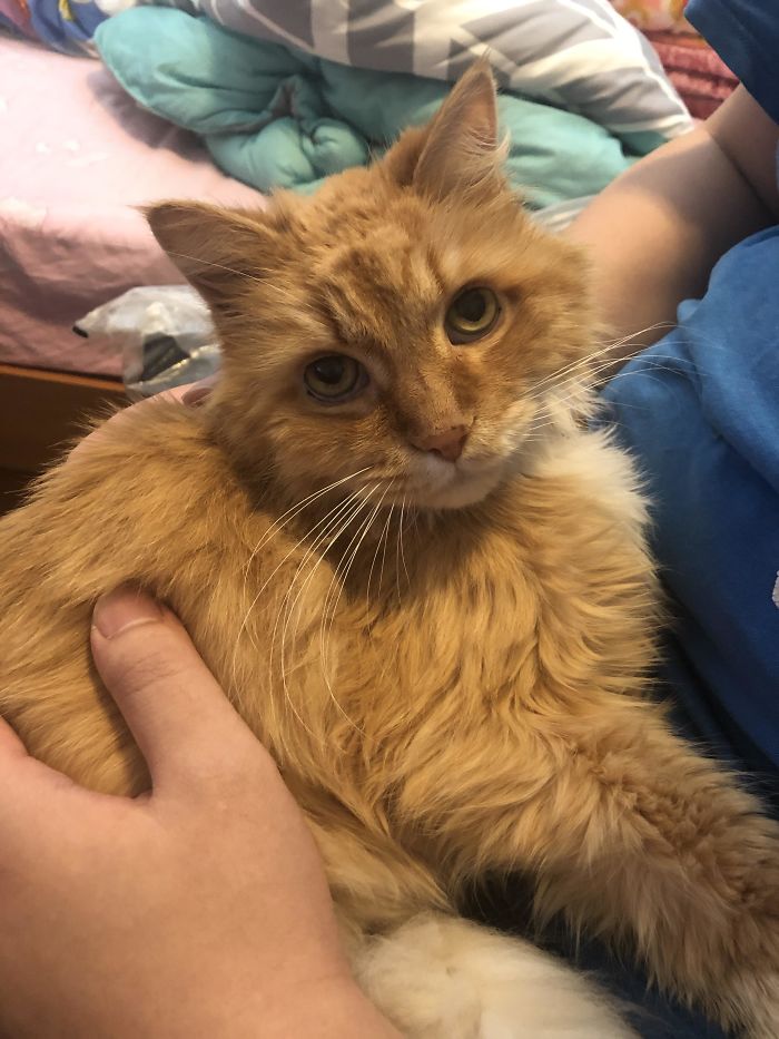 Mi gato de 16 años, recuperándose de una apoplejía