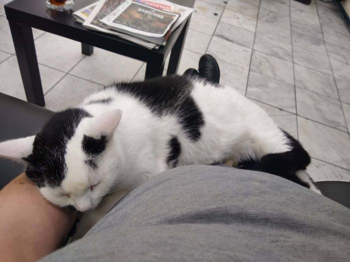 This Happens Every Time I Go To My Barbers. He's An Old Kitty Now, And He Can't Miaow Anymore, It Comes Out As "Aaaggh!" I Always Let A Load Of Customers Go Ahead Of Me So I Don't Disturb Him. Time Spent With Cats Is Never Wasted