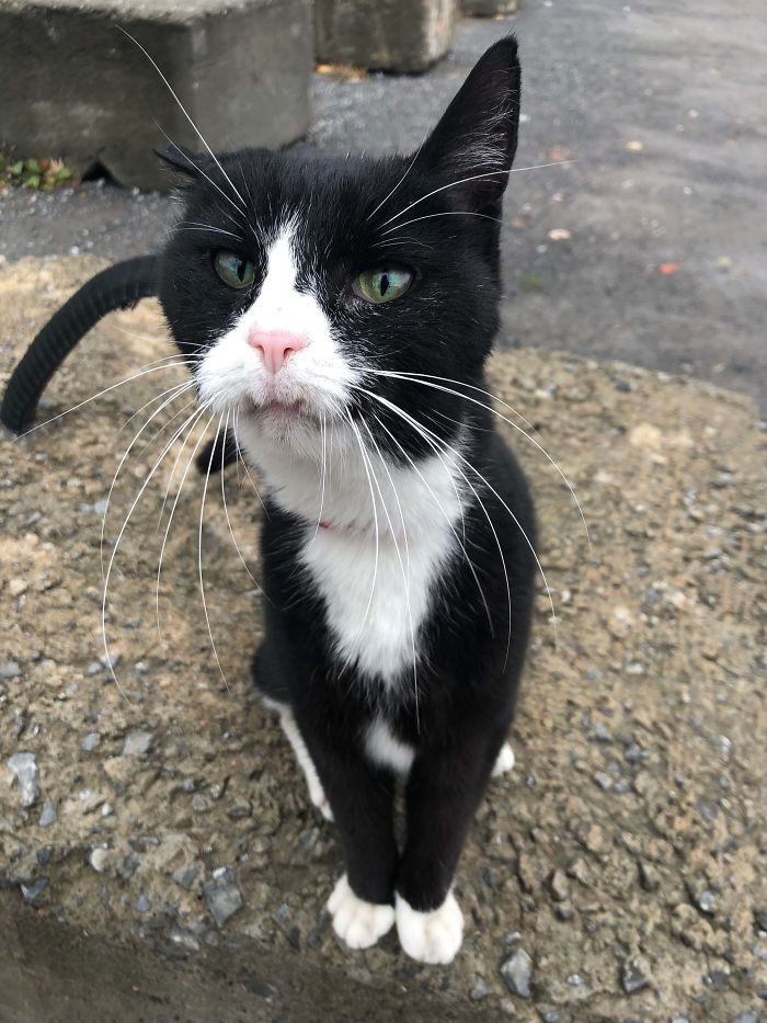 I Met This Old Man Cat Today. He Was So Cuddly And Sweet!