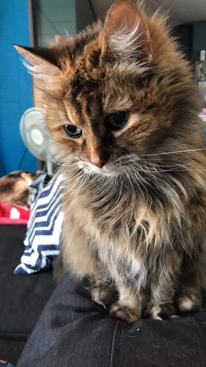 When Your Cat Is Pushing 20 Years Old, But Can Still Pull Off That Innocent Baby Look