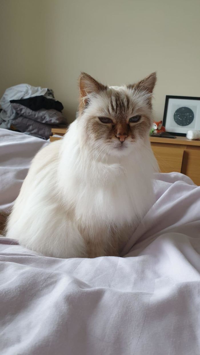 16 Year Old Sapphire Does Not Approve Of Being Woken Up