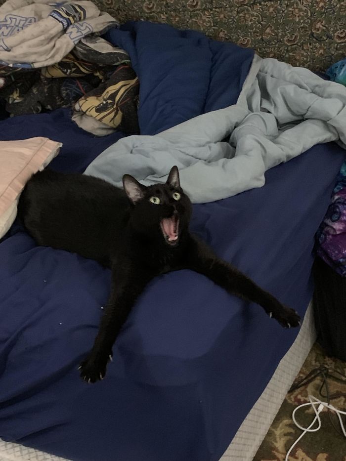 Caught My Lil Panther Mid Yawn