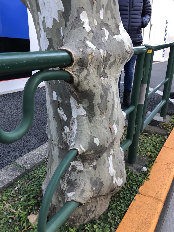 This Tree Has Grown Round The Railing