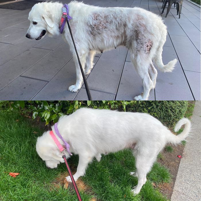 One Month Of Progress From Our Rescue Girl. All It Took Was A Proper Diet And Some Tlc.