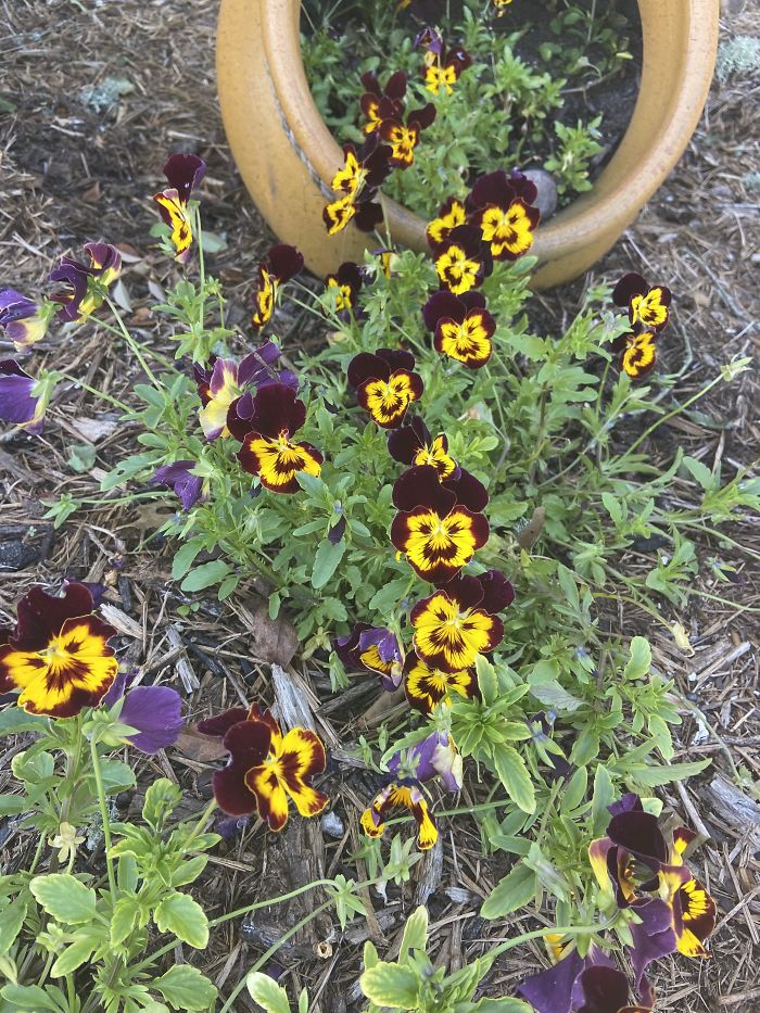 These Flowers Look Like They Are Fleeing The Flowerpot While Screaming