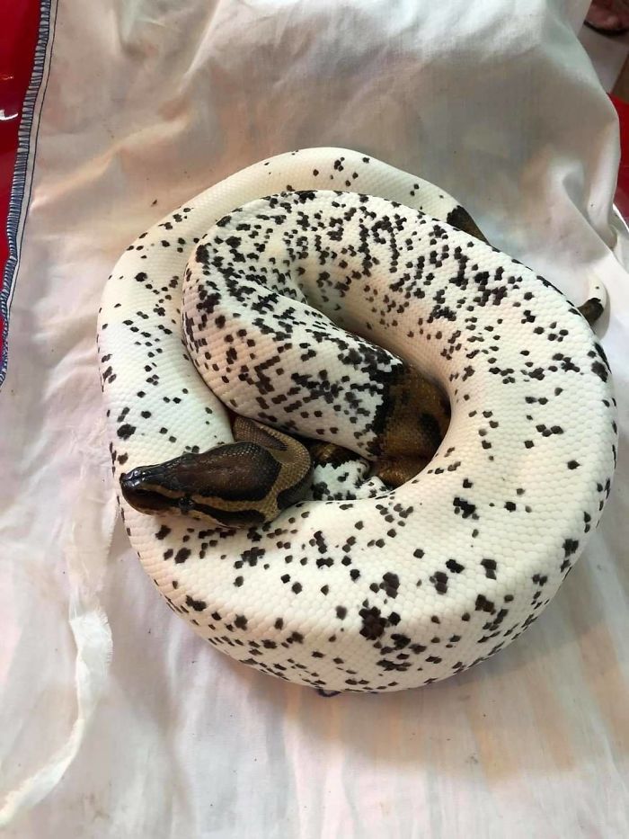 A Snake That Looks Like Cookies And Cream