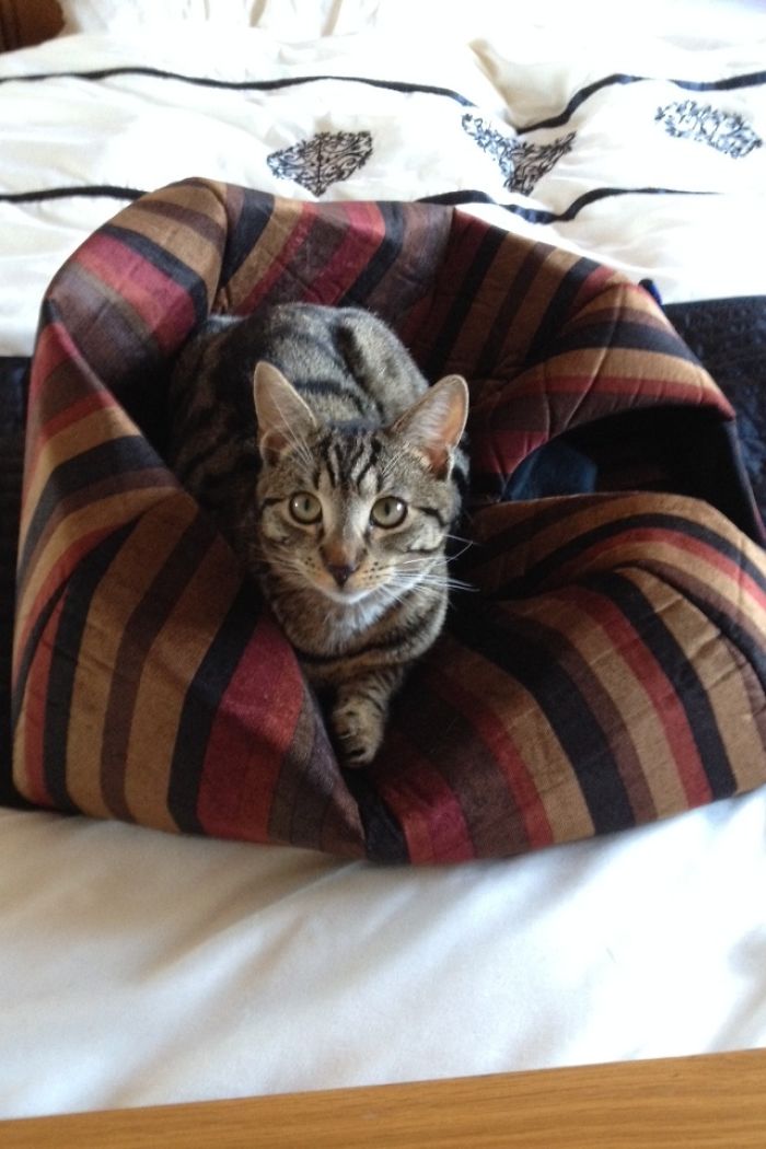 So I Bought An Igloo For My Cat, Then Cat Logic