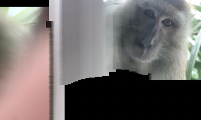 Monkey Steals Guy's Phone, ‘Takes' A Bunch Of Selfies, Also Manages To Get One ‘Artistic' Shot